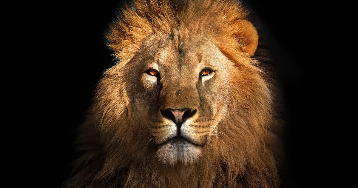 Courage, Gratitude and Beauty